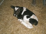 Fulper Farm calf