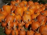 Fulper Farm pumpkins