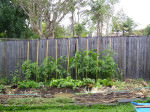 backyard-garden