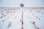 snow covered field