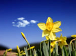 daffodils_blue sky