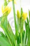 daffodils_budding