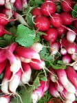 Radishes from Blooming Glen Farm at the Wrightstown Farmers Market
