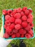 Raspberries_Penn Vermont