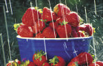 strawberries in rain