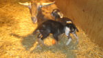 Flint Hill baby goats