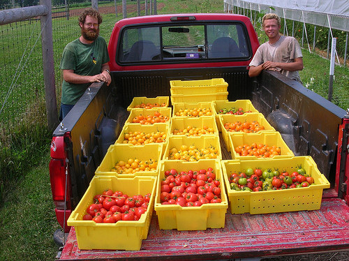 Tomato Harvest at Blooming Glen Farm; photo courtesy of Blooming Glen Farm