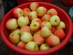 Apples from Snipes Farm