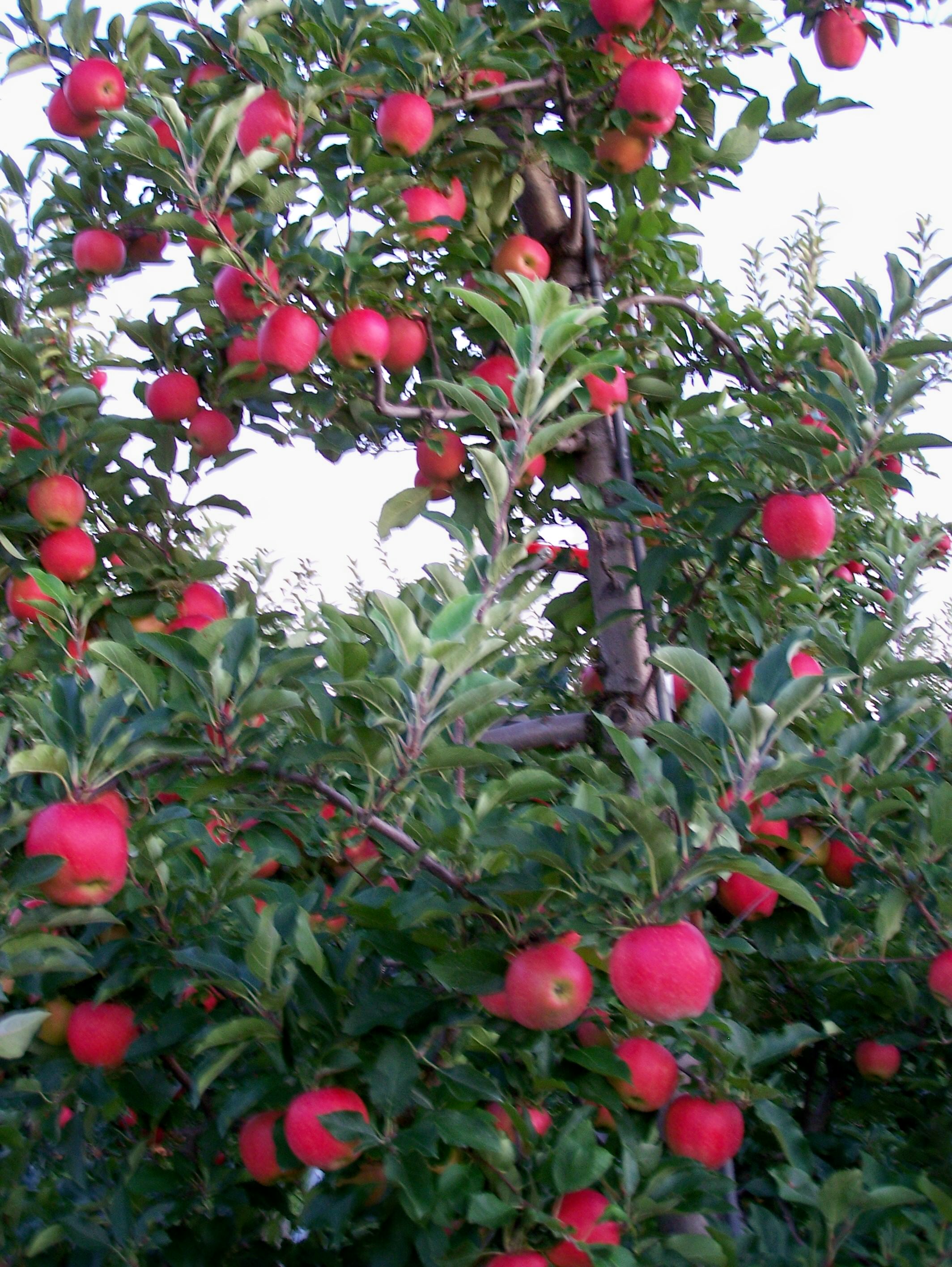 Apple Trees at Manoff's; photo by L. Goldman