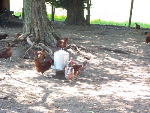 Chickens at Milk House Farm