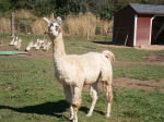 Llama at Milk House Farm