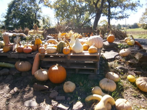 Gourds & pumpkins at Milk House Farm