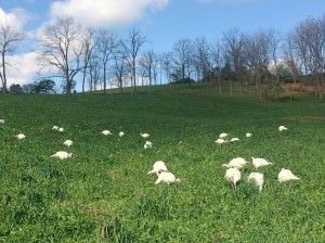 Turkey on pasture_Holben Valley Farm