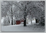 December 10 snow; photo by L. Goldman