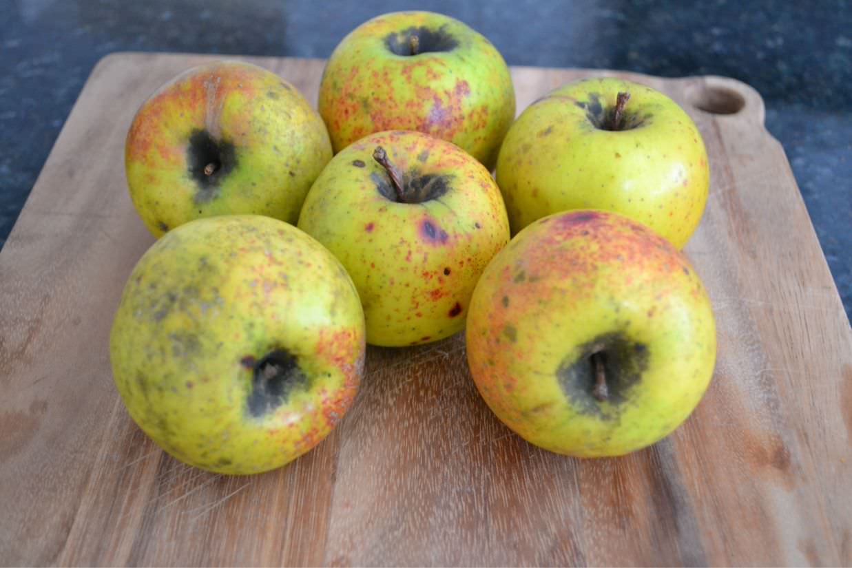 Gold Rush apples; photo by K. Madey