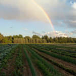 snipes_love grows csa_field