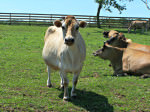 Birchwood Farm_cows