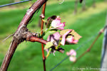 Crossing Vineyards_spring bud