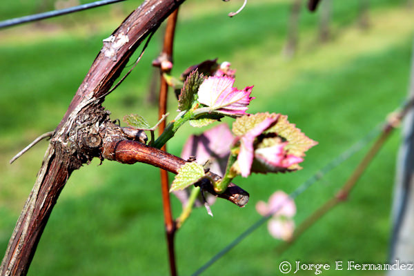 Spring in the vineyards