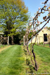 Crossing Vineyards_spring scene