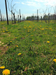 Dandelions between vines at Wycombe Vineyards