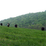 Holben Valley_cows grazing