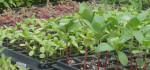 Herbs-in-Greenhouse_960-450_Barefoot Gardens