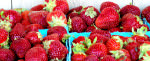 PageLines- banner-strawberries_edit.jpg