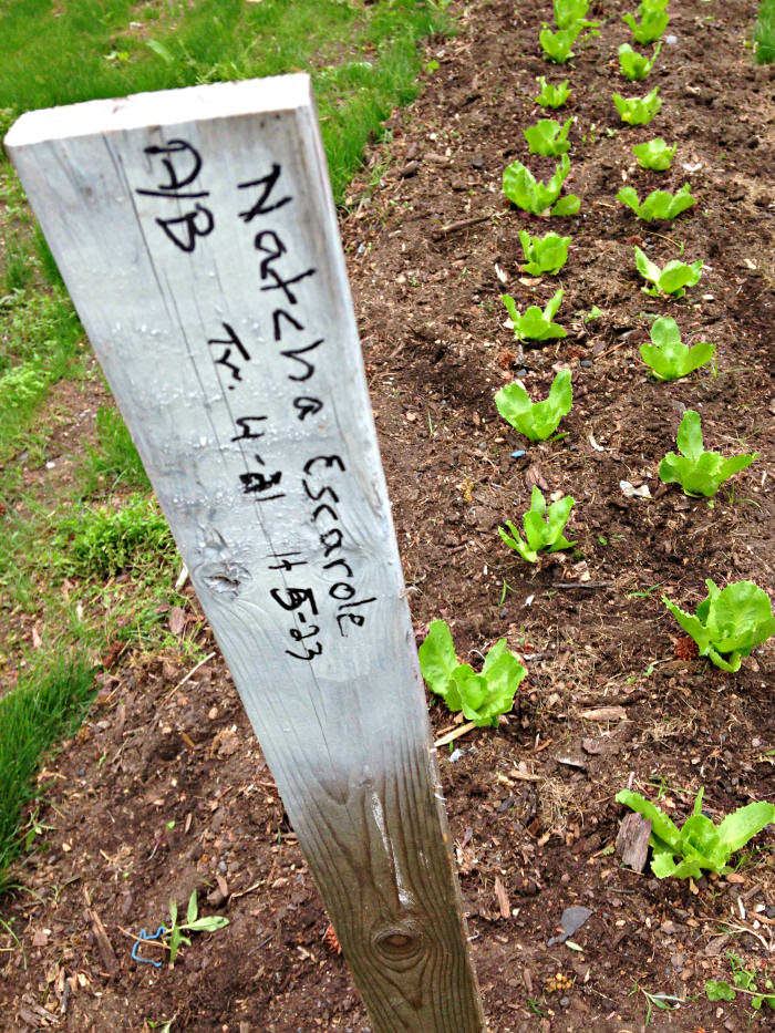 Garden-to-table