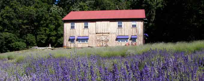 Tour Peace Valley Lavender Farm tomorrow night, July 2