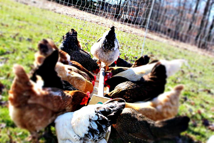 Hens feeding_photo credit Shelah Layton