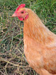 Hershberger chicken 3_photo credit Lynne Goldman