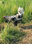 Hershberger chicken hen 2_photo credit Lynne Goldman