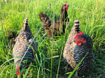 Hershberger hens on pasture_photo credit Lynne Goldman