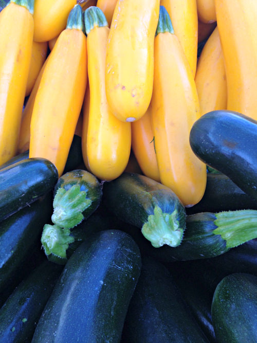 Summer Squash, photo credit Lynne Goldman