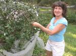 Linda Jacobs_blueberry bush_edit
