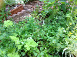 herb garden_oregano_august 2014
