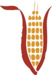 Maize logo