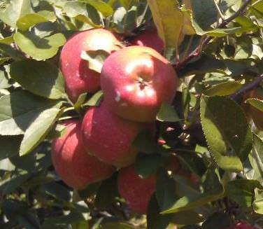 Tabora Farms apples on tree