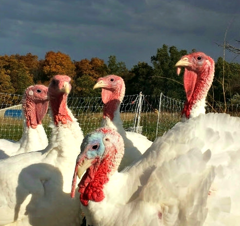 Fresh turkeys in Bucks – 2015