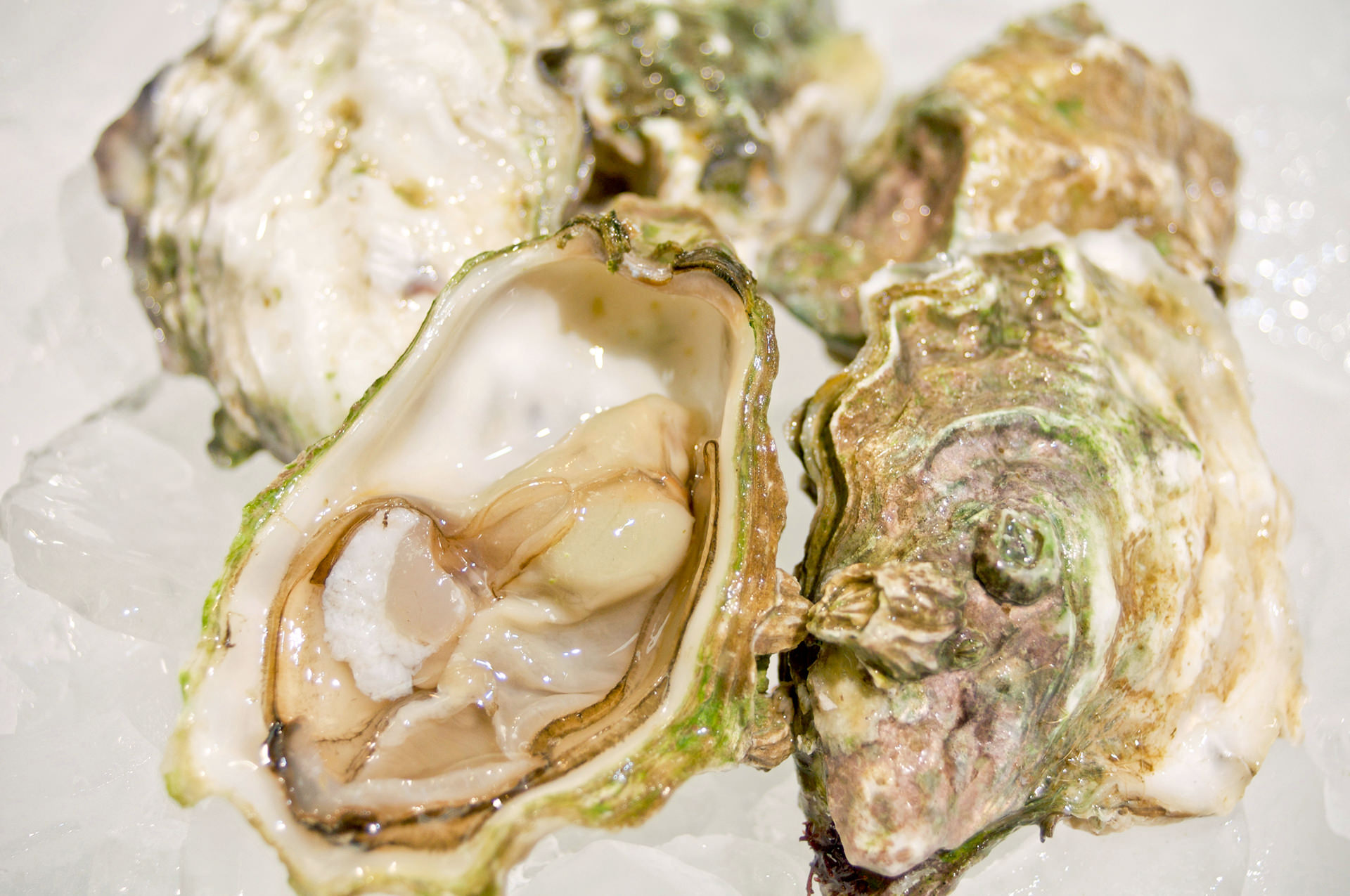 Beausoleil oysters