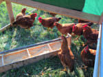 Hershberger_in the chicken tractor_photo credit Lynne Goldman