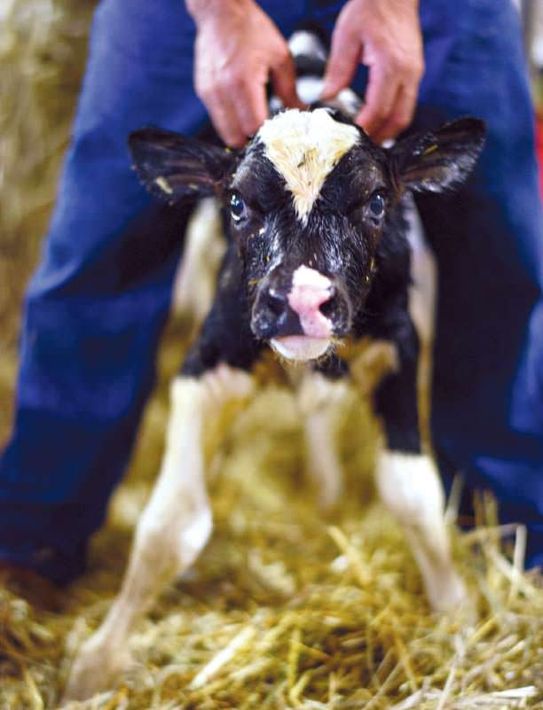 Newborn Calf