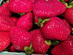 strawberries_Fairveiw Farm_June 11 2015
