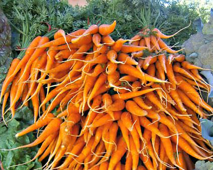 Carrots, Blooming Glen Farm, photo: L. Goldman