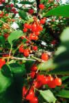 Manoff market gardens_sour cherries