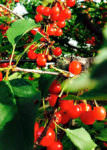 Manoff market gardens_sour cherries_crop