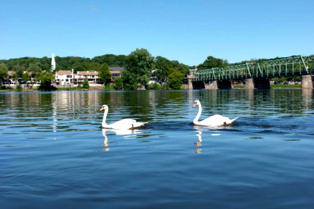 The Landing_swans; photo courtesy of the Landing