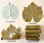grape leaves from start to finish_text