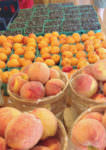 peaches_apricots_blueberries_Solebury Orchards_crop